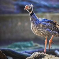 Curiosidades del Chajá, el ave pariente del cisne que llama la atención por el particular sonido que emite