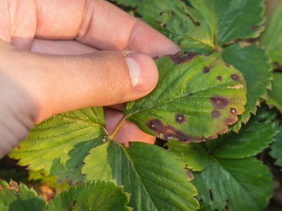 3 plantas que tenés que sembrar con urgencia si querés ahuyentar plagas de tu huerto