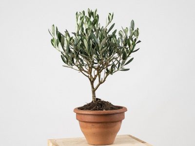 El árbol que todos quieren tener en su casa por moda, pero esconde un secreto que pocos conocen