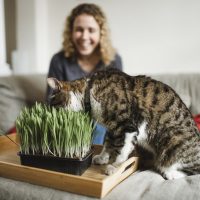 4 hierbas aromáticas que disfrutarán tus mascotas