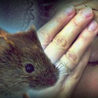Activaron la causa federal contra el Estado por su accionar en los brotes de hantavirus