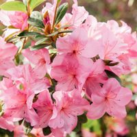 La planta que regala sus mejores flores en primavera y es un imán de buena suerte: cómo cuidarla