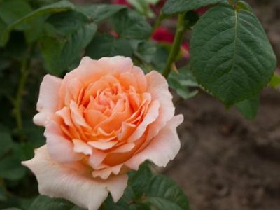 La planta de las abuelas que volvió a estar de moda en los jardines más exclusivos