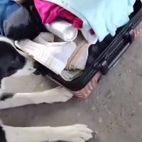 Lola, la perra de la Aduana que descubrió a un hombre que intentaba ingresar al país con US$30.000