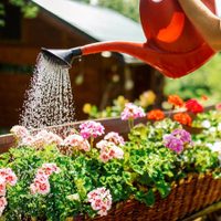 Con 3 ingredientes: el secreto de los viveros para lograr plantas exuberantes y libres de enfermedades