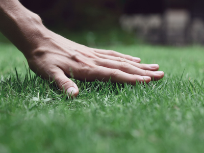 Cómo mantener el césped siempre verde: el truco clave que usan los jardineros