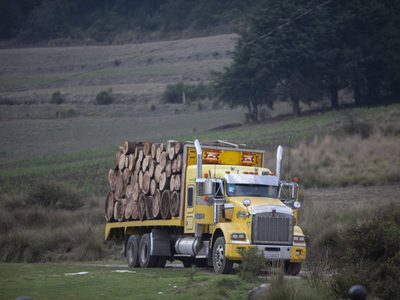 Revisarán “estatus” de madererías cerradas tras operativos contra la tala ilegal en la CDMX