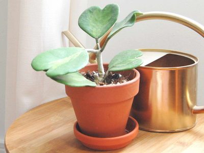 Planta del amor: cómo cuidar tu suculenta con forma de corazón para que crezca fuerte y lozana