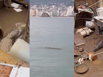 Unos 40 cocodrilos merodean playas y zonas residenciales de Acapulco tras el paso de John (Videos)