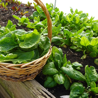 La forma de reproducir eternamente tu planta de espinaca y poder cultivar todo el año