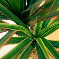 Ideal para principiantes: la planta de interior que parece una palmera y que le da a tu hogar un toque sofisticado