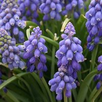 Los bulbos de flor que tenés que plantar sí o sí en invierno para tener las plantas más hermosas en unos meses
