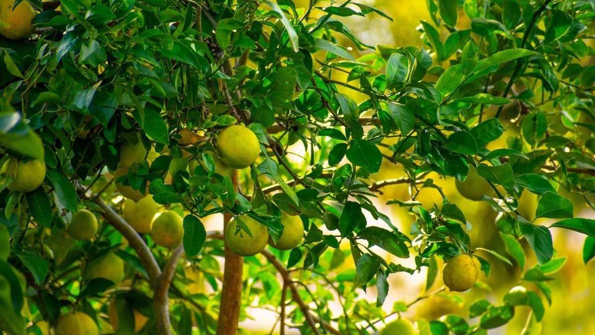 Limonero. Fuente: (Instagram)
