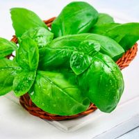 El error que todos cometen con la planta de Albahaca sin querer: cómo mantenerla fuerte y sana por más tiempo