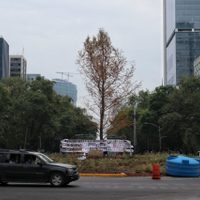 El ahuehuete no está seco, "se va a reponer", asegura Sheinbaum