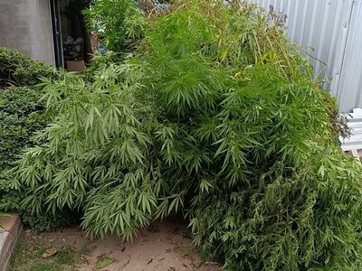 Qué pasó con un vivero de marihuana en Maipú