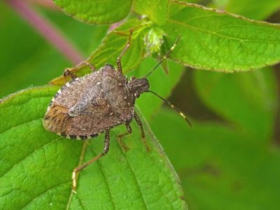 Salvá a tus plantas de los insectos más peligrosos en jardinería usando solo un ingrediente de cocina