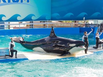 Ante protestas por maltrato animal, cerró el Miami Seaquarium