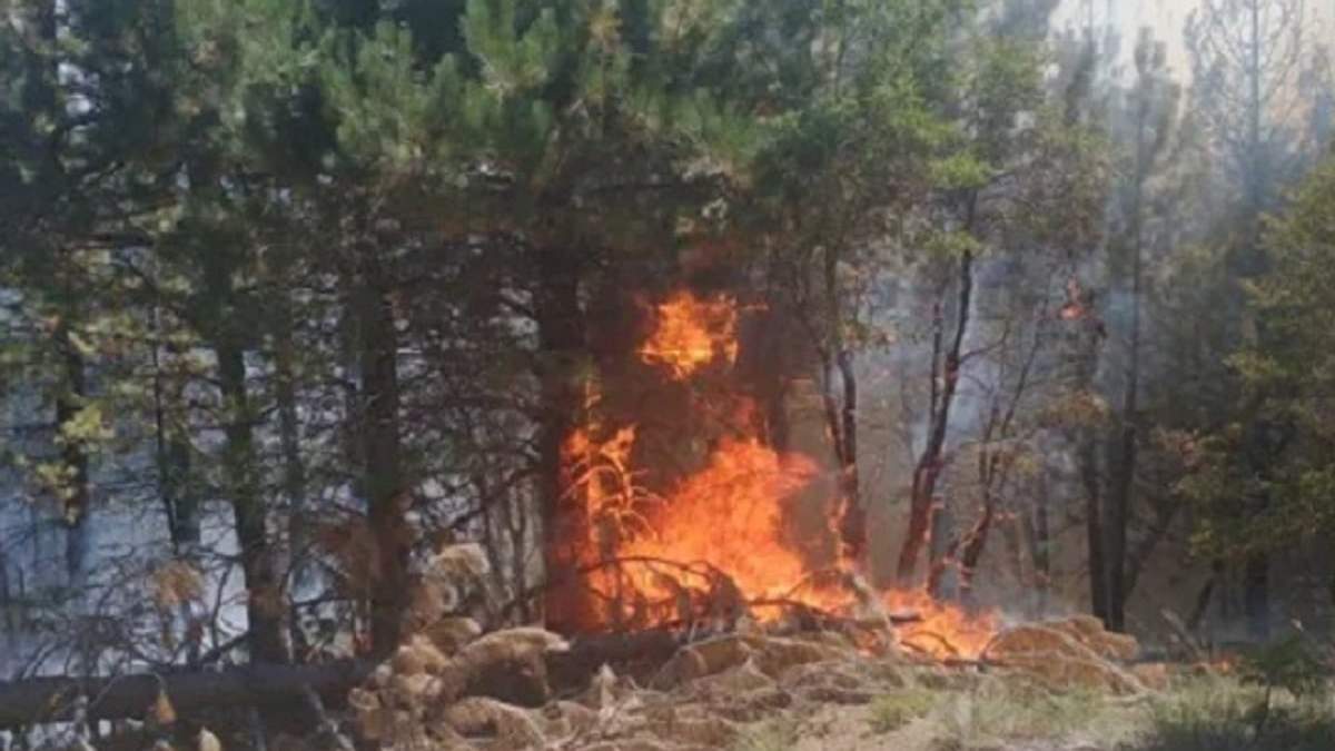 Incendio en Villa Pehuenia. Fuente (RealidadSanmartinense)