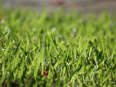 No tires el pasto recién cortado: mirá cómo podés beneficiar a tus plantas