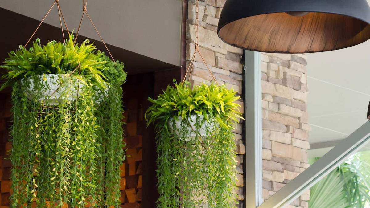 Plantas. Fuente: (X)