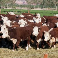 El Gobierno provincial y productores ganaderos evaluarán el Plan Ganadero Bovino