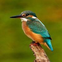Curiosidades sobre el Martín Pescador, el ave pequeña que se sumerge en el agua para buscar su propia comida