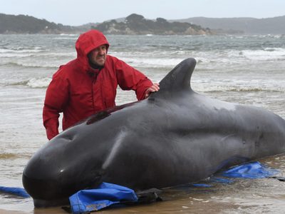 Trágico desenlace en Indonesia: fallecen decenas de ballenas varadas en las playas