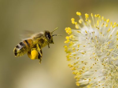 Las reinas del jardín: 10 plantas que pueden salvar a las abejas