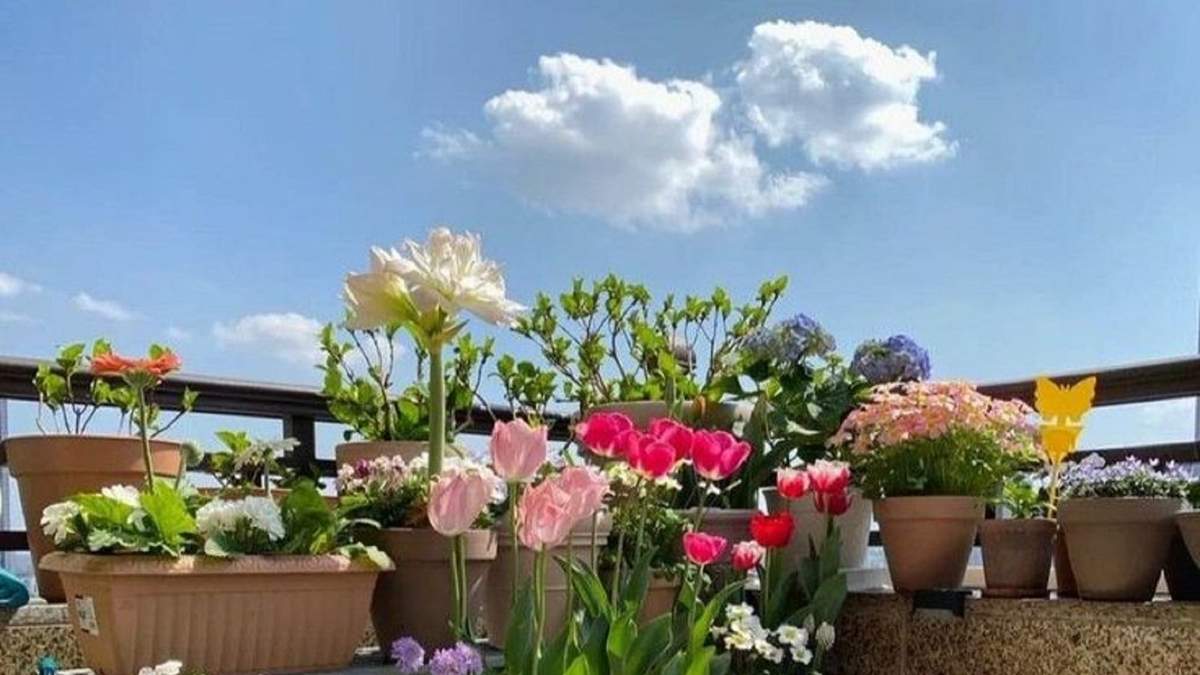 Plantas. Fuente: (Instagram)