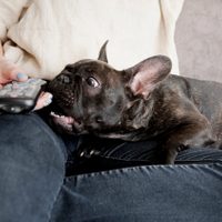 Los perros no solo tienen una serie favorita sino que la eligen según su personalidad