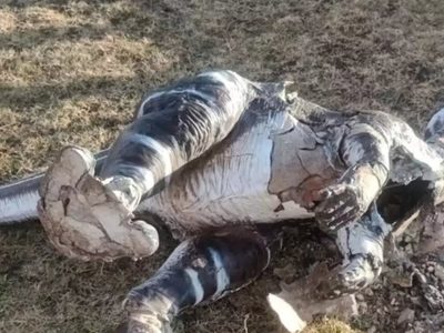 Destrozos en el Camping Municipal de El Chocón: investigan un nuevo hecho de vandalismo grave