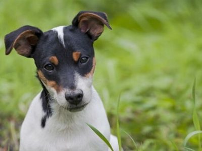Los perros bodegueros son patrimonio cultural de la Humanidad