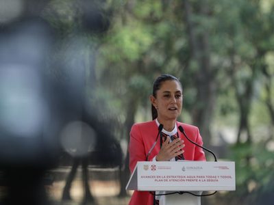 El daño al nuevo ahuehuete "puede tener un motivo político": Sheinbaum