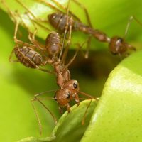 Cambio climático y uso intensivo de agricultura están acabando con los insectos