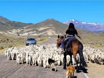 El gobierno profundizó las medidas de seguridad en rutas de Neuquén por arreos de animales