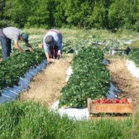 Los empleos vinculados a la alimentación serán el resorte de la economía