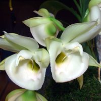 La curiosa y exótica planta que "dispara" el polen y que realza la deco de tu sala: mirá cómo cuidarla