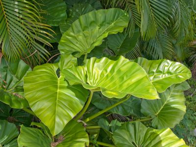 La planta que todos tienen en su jardín, pero que es muy peligrosa si la tocás