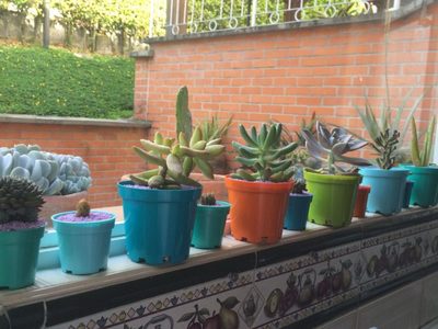 Cuáles son las mejores suculentas para decorar ventanas y estantes de bibliotecas