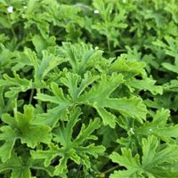 La bella planta aromática que tenés que tener en casa porque repele los mosquitos y es de muy fácil cuidado