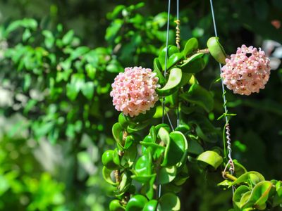 La planta que necesita “sufrir” para dar unas hermosas flores que parecen de cera