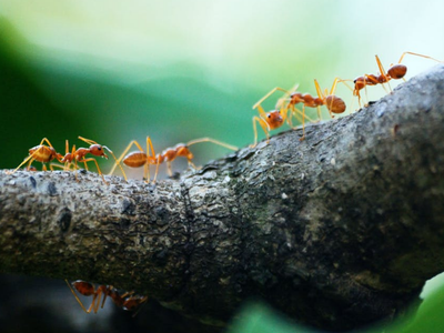 5 métodos económicos y súper efectivos para terminar de una vez y para siempre con las hormigas de tu jardín