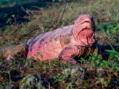 Encontraron huevos de una iguana rosada en peligro de extinción en las Islas Galápagos