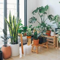 Conocé las plantas que activan la energía de la prosperidad y son perfectas para tu casa u oficina