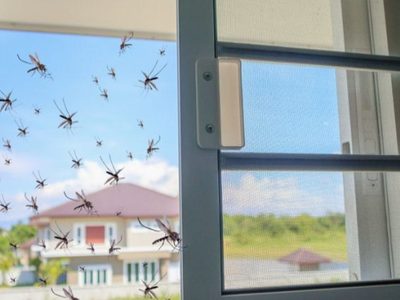 Con ingredientes que tenés siempre a mano: eliminá fácilmente y de raíz estos insectos de tu hogar