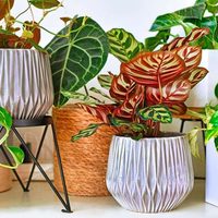 Si querés 1 planta de interior: te encantará conocer esta hermosa opción, con las hojas más exóticas