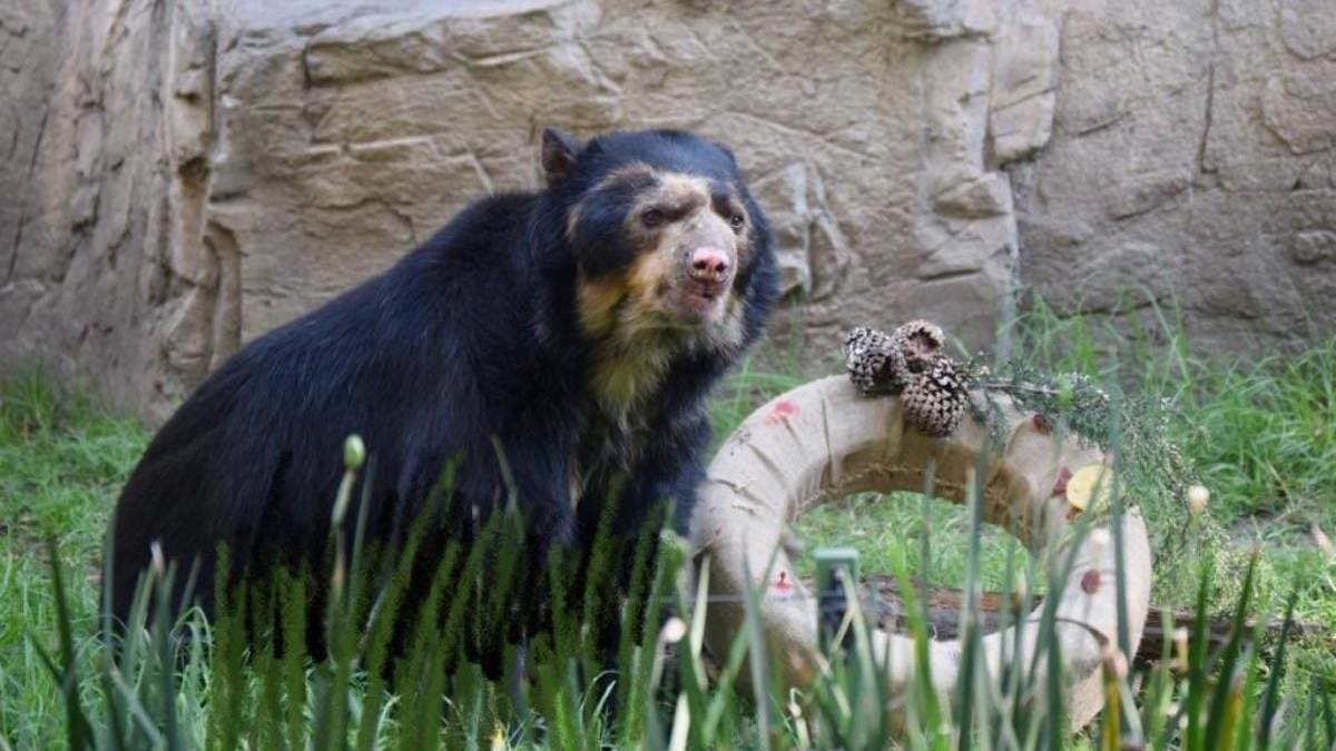 El oso "Carlos"