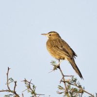 Curiosidades sobre el Leñatero: el ave que es capaz de compartir sus nidos y adora cantar a dúo con su pareja