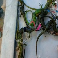 Asegura Profepa 32 reptiles en aeropuerto de Nuevo Laredo